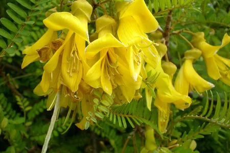 The flowers of the toromiro