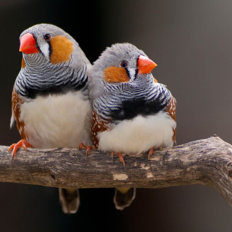 baby zebra finch development