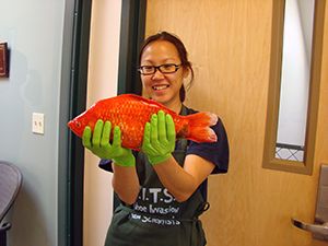 A giant goldfish recovered from Lake Tahoe.