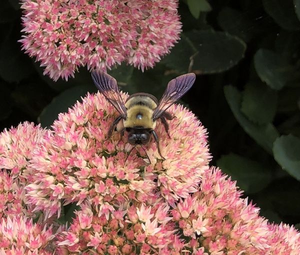 Bee in Trail Garden thumbnail