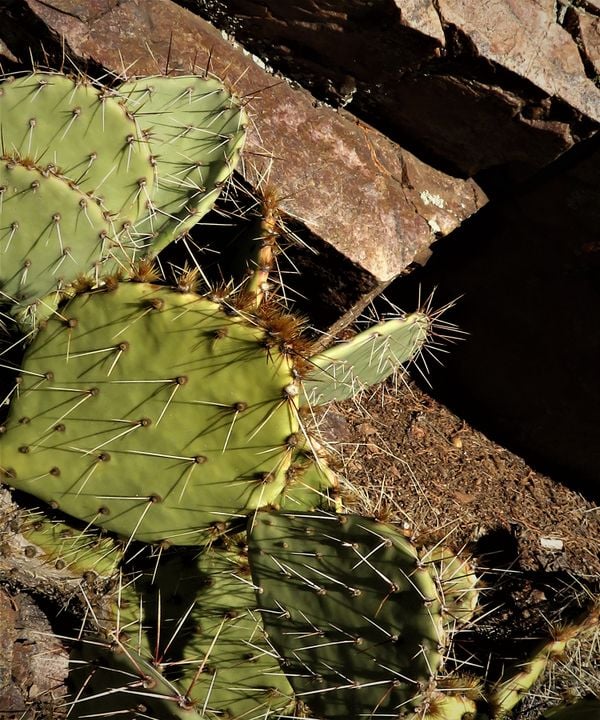 Cacti, in the high desert thumbnail