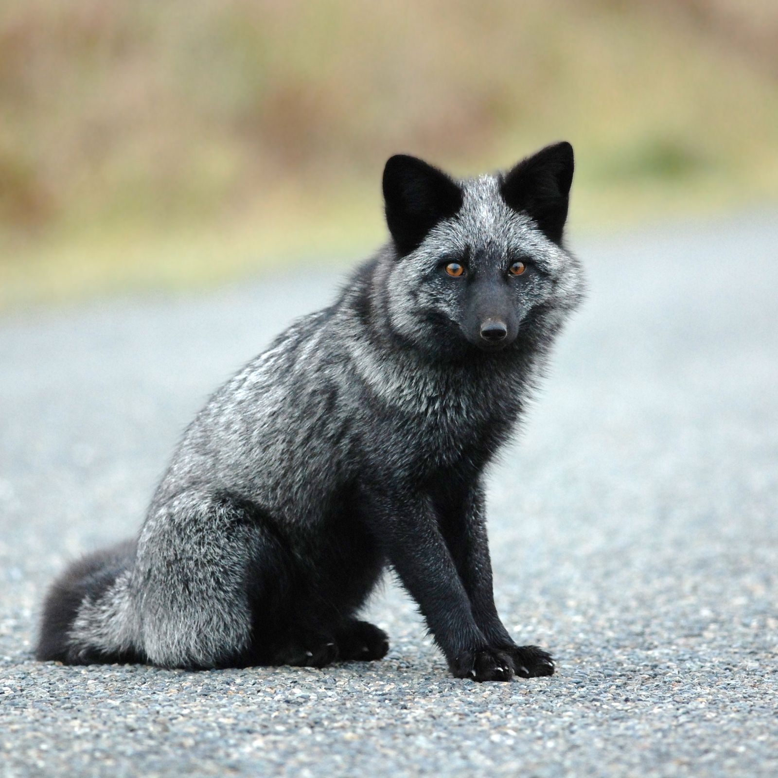 Domesticated Silver Fox National Geographic
