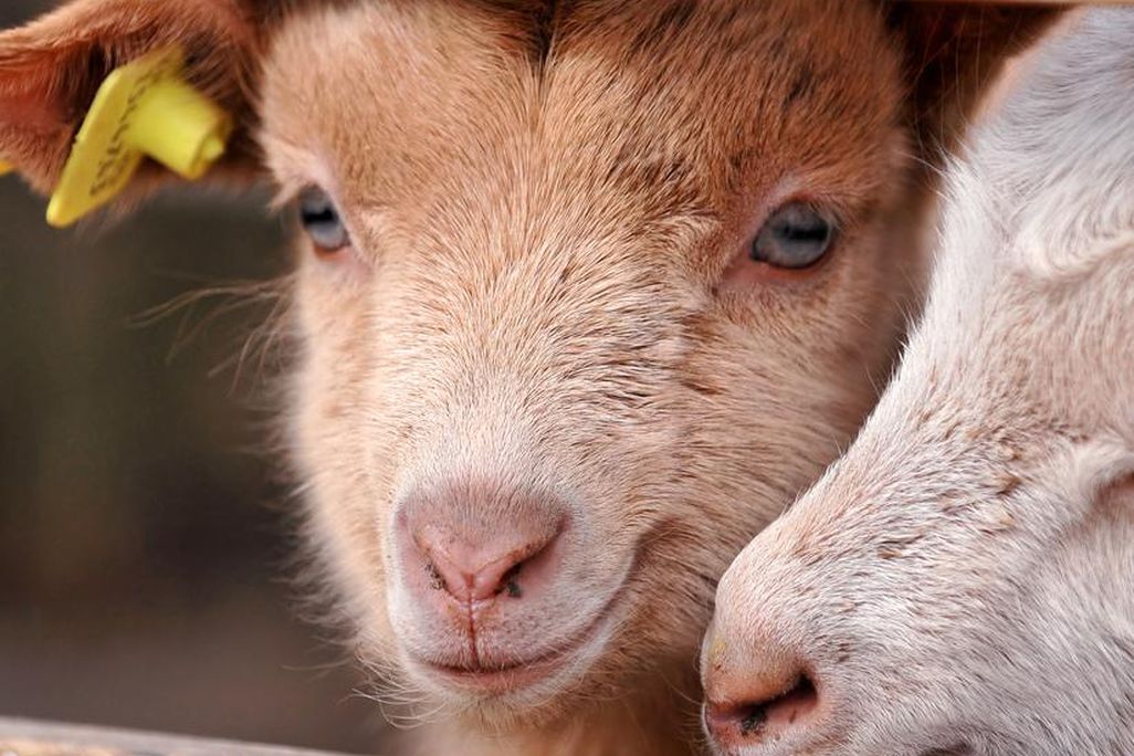 Baby Goats!