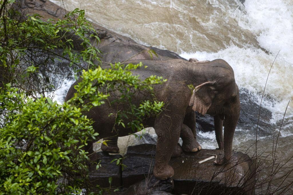 two surviving thai elephants.jpg