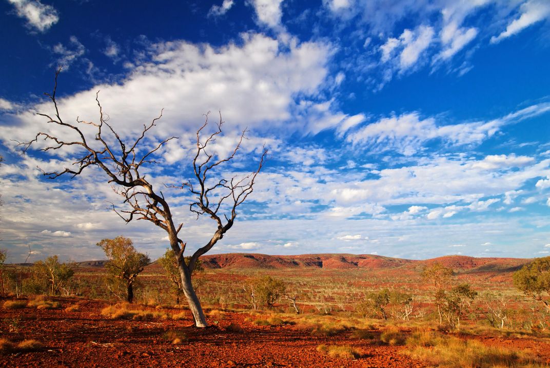 Gum Tree