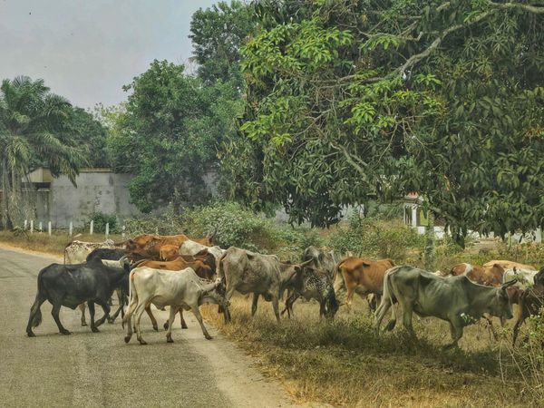 Withered Herd Threading Through the Dirt Lane thumbnail