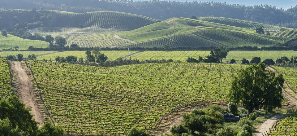 Vineyards in the Casablanca Region of Chile 