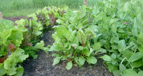 A photographic update on Lisa's fledgling garden