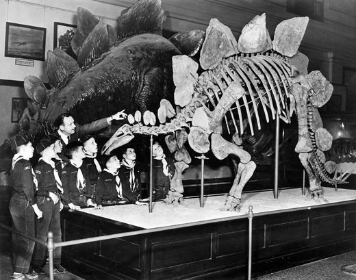 20110520110628stegosaurus_SIarchives.jpg