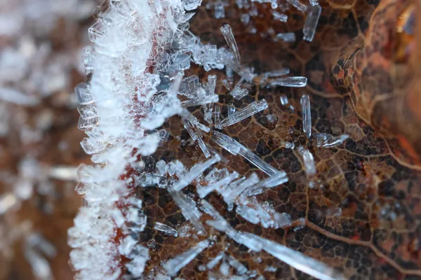 Frosted Leaf thumbnail