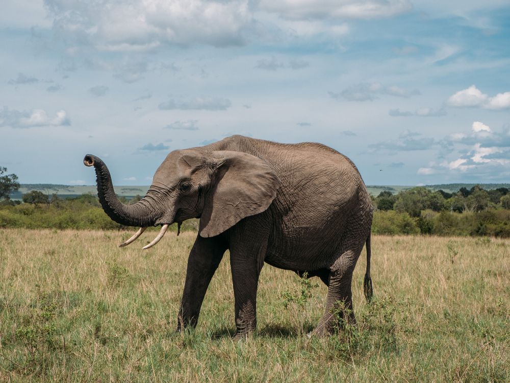 An elephant in a field with its trunk raised