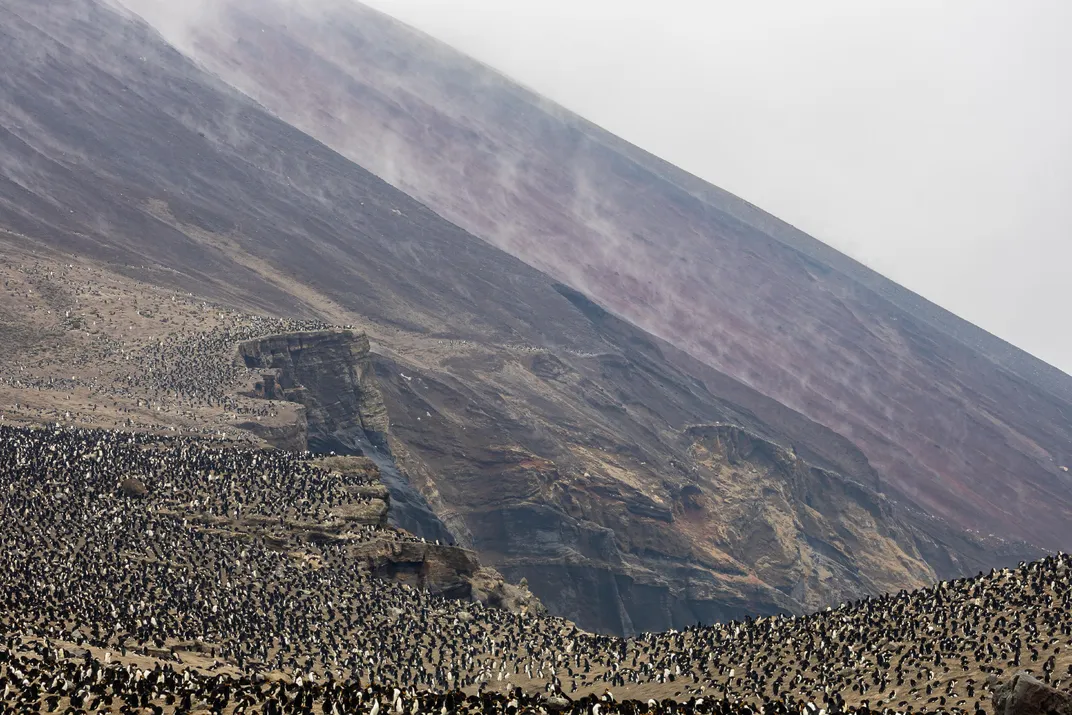 Huge numbers of penguins on a sloping landscape