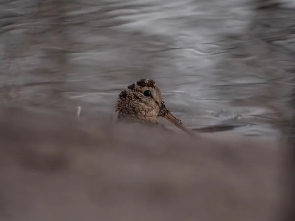 Why are woodcocks‘ eyes set so high? thumbnail