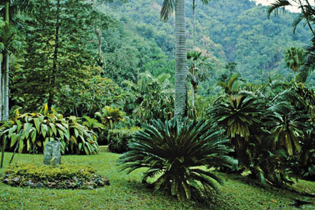 Castleton Gardens Jaimaca