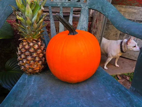 Pineapple, Pumpkin and Dog thumbnail
