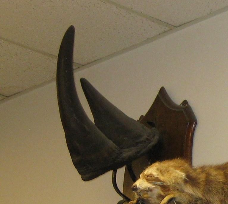 Vermont Rhino