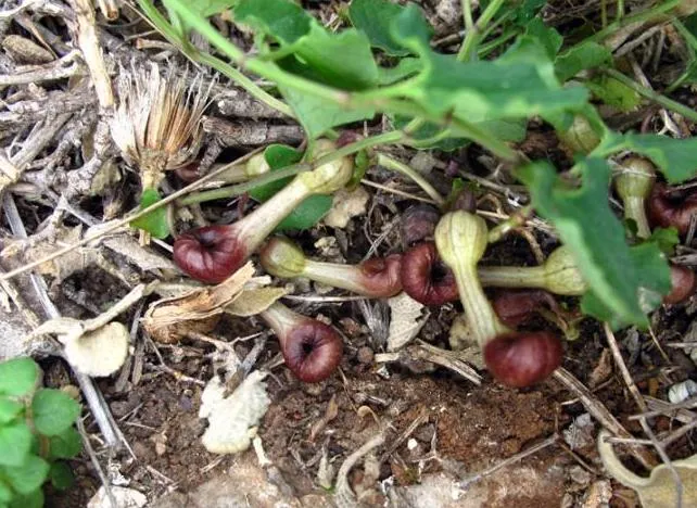 A photo of a bulb like plant that is laying on the the forest floor.
