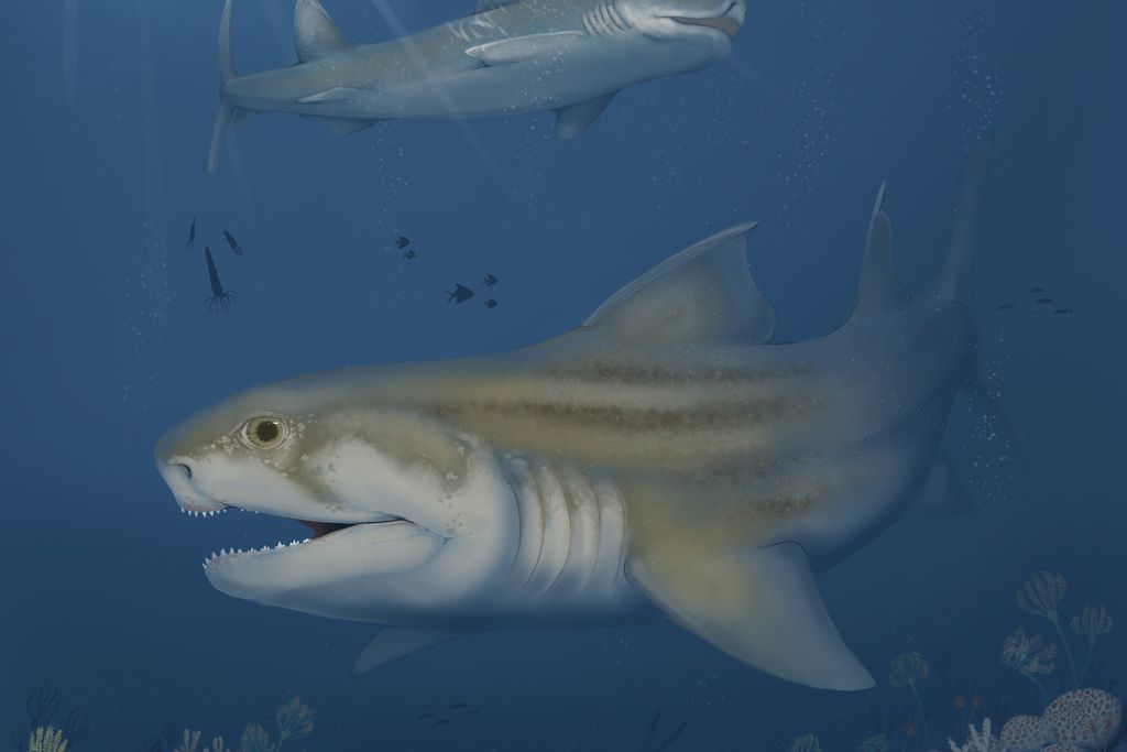 an illustration of three sharks; one in the foreground with a flat nose, one visible above and one just a silhouette near the surface of the water, swimming above a reef with a ray