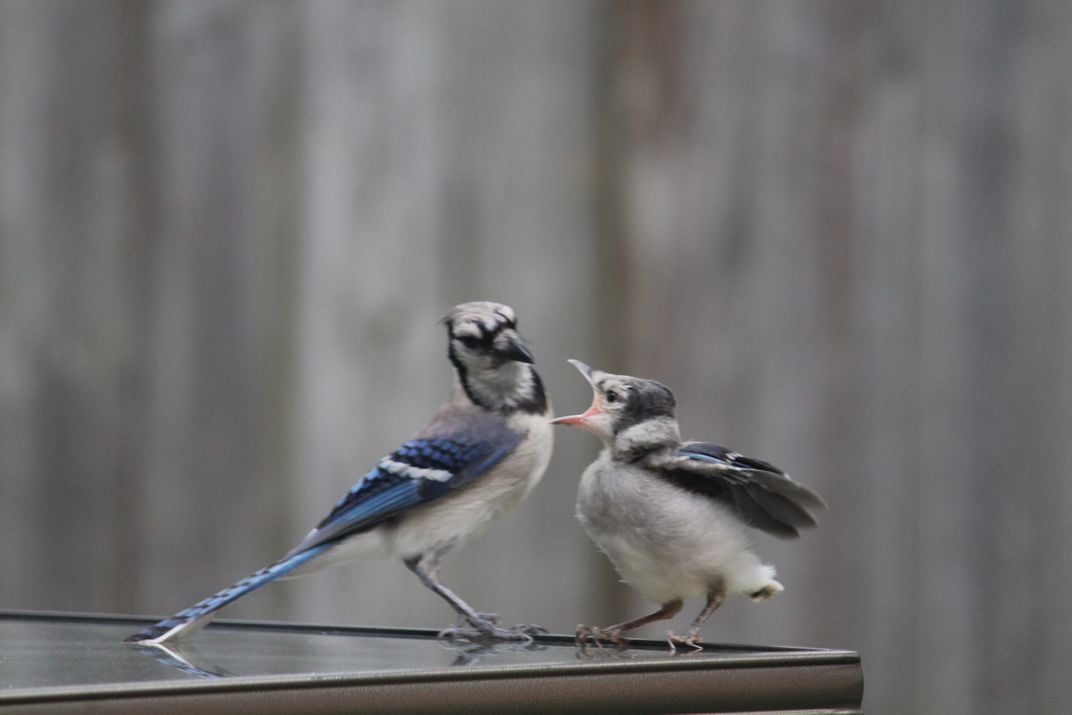 Circle Of Life Mama Blue Jay With Baby On The First Day Out Of The Nest Life In Motion Cyanocitta Cristata Smithsonian Photo Contest Smithsonian Magazine
