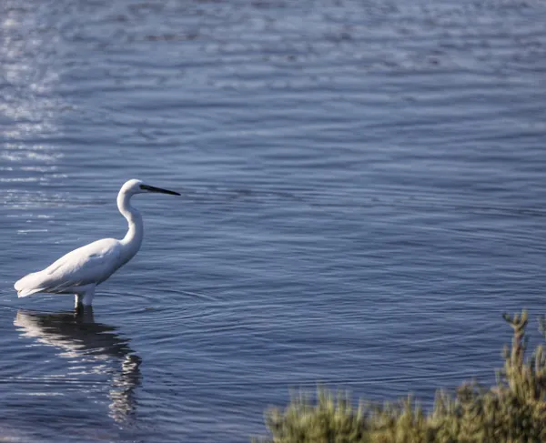 Egret thumbnail