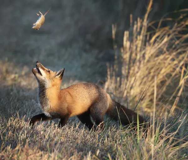 Red fox playing with its next meal thumbnail