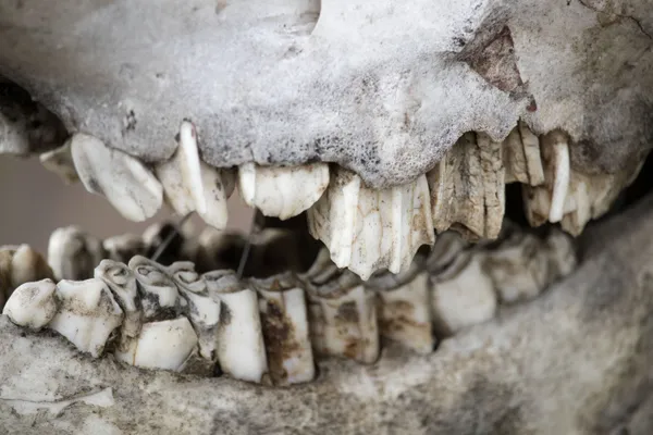 muskox skull in alaska thumbnail