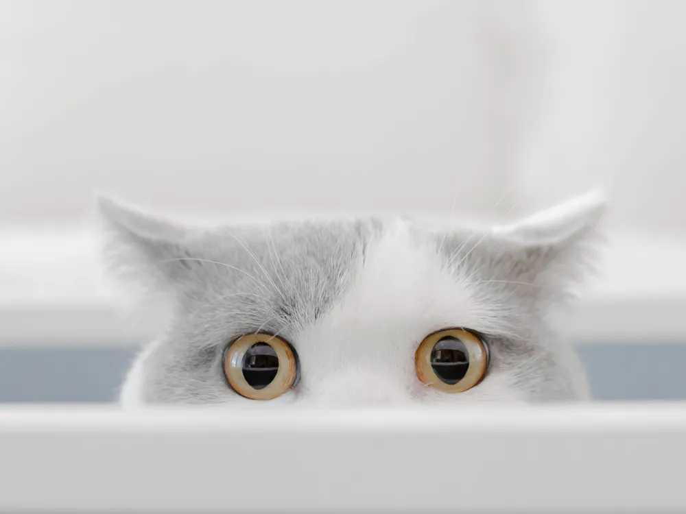 A grey and white cat looking at the camera peaks out of a box with its ears pointed back