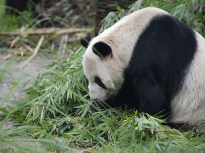 Pan Pan sired around 25 percent of all pandas in captivity.