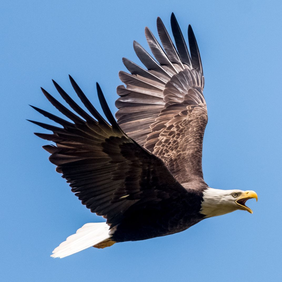 Bald Eagle Protecting the nest | Smithsonian Photo Contest ...