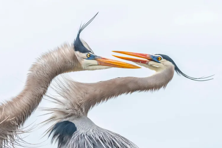 Great blue heron