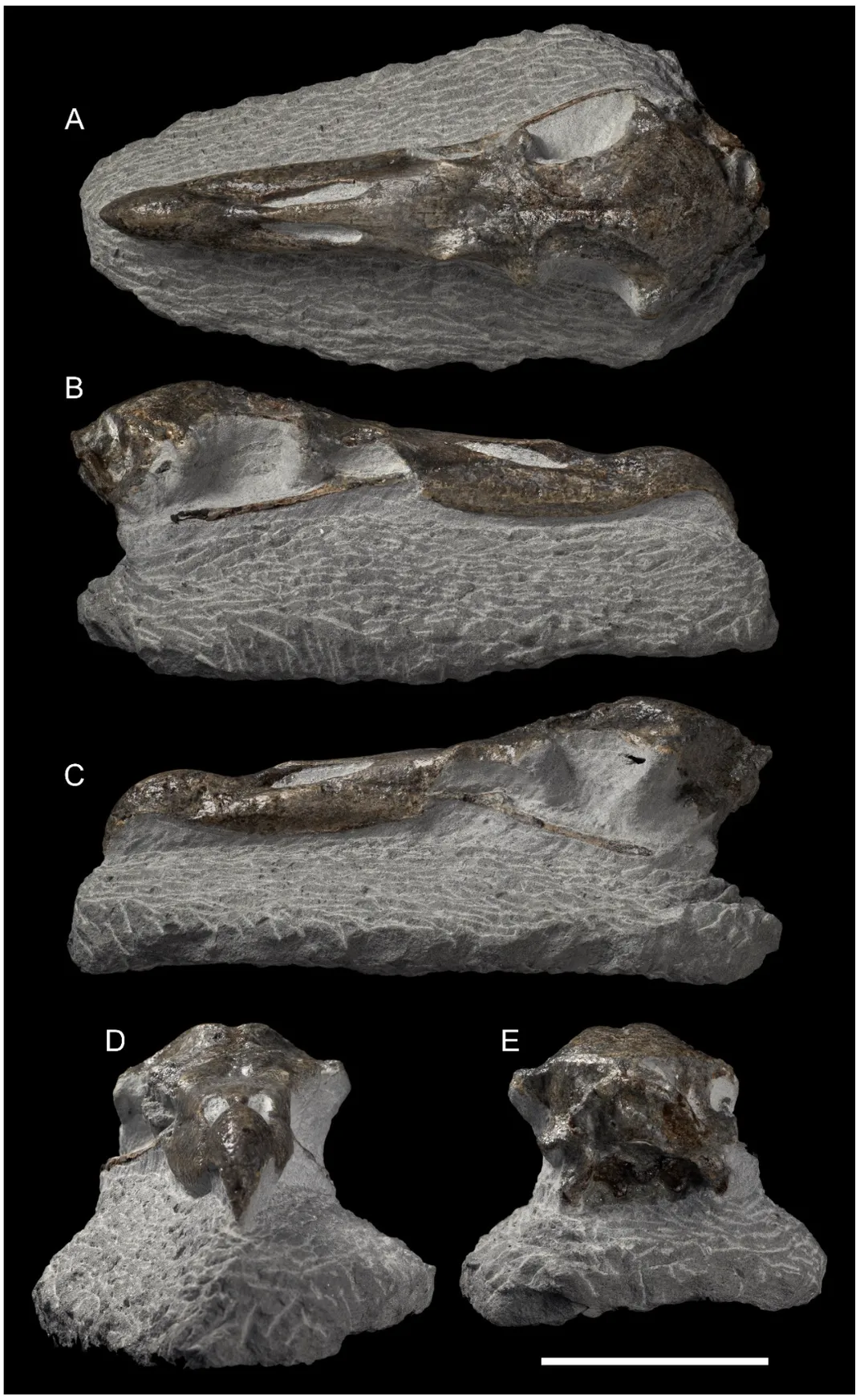 Various views of bird skull fossil