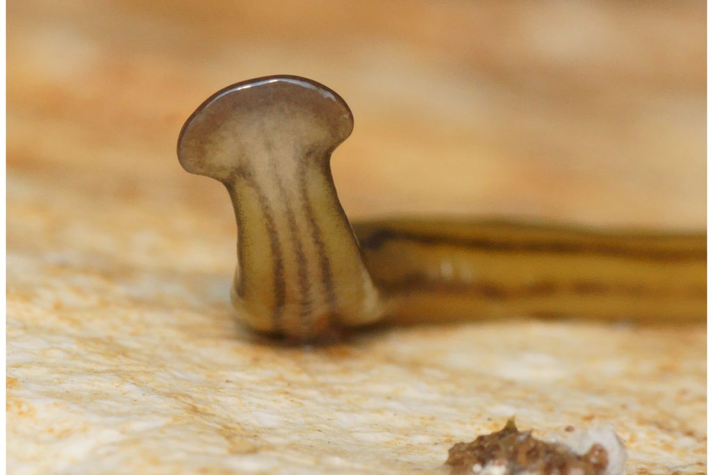 Flatworm