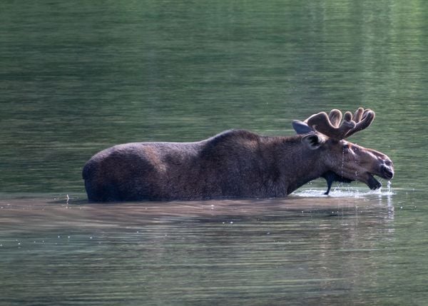 Bull moose enjoys a snack of aquatic plants out of Fishercap Lake in Glacier Park, Montana thumbnail