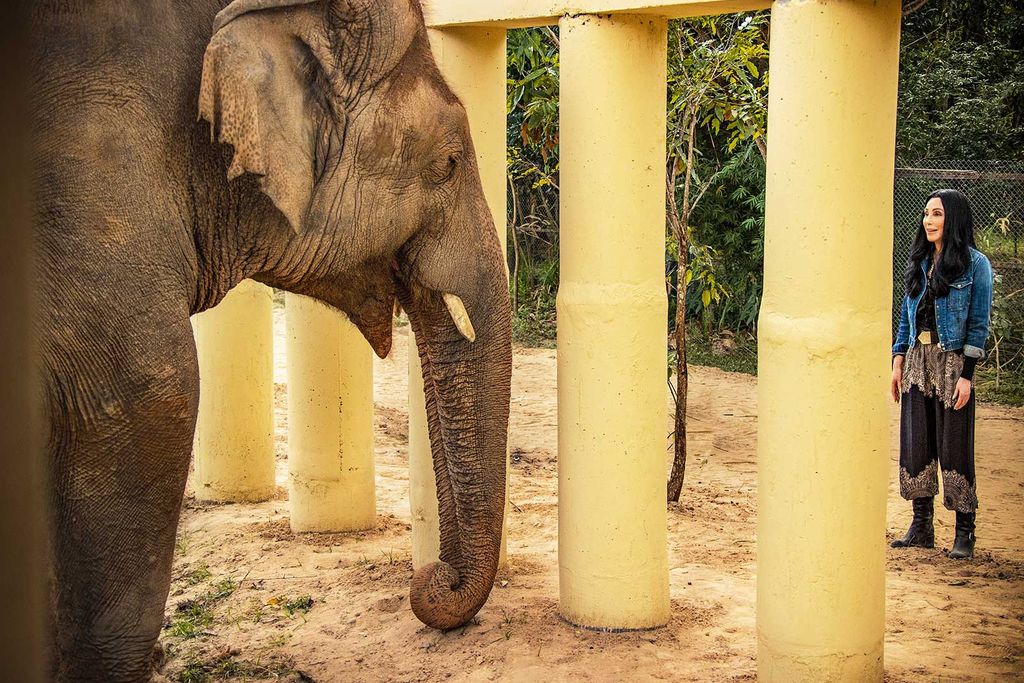 Cher And Elephant