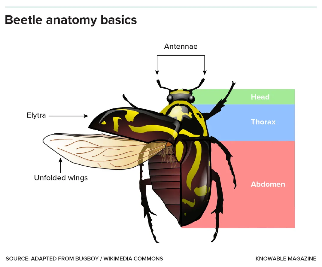 Beetle Anatomy Graphic