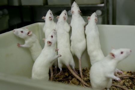 The study found that the human particpants and rats jerked their heads in a similar rhythm as the songs played.&nbsp;