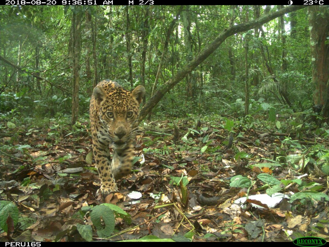 A jaguar caught on camera