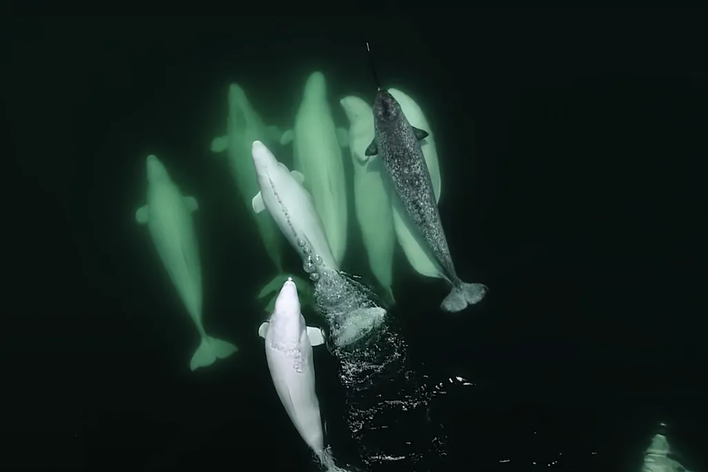 An image of a pod of beluga whales traveling with a lone male narwhal. The mammals are seen from above as they swim in the ocean.