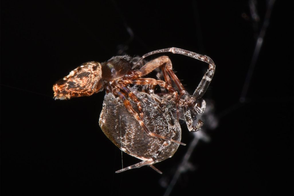 Philoponella prominens Spiders