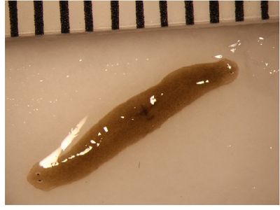 This flatworm fragment went to space and became a double-headed worm.
