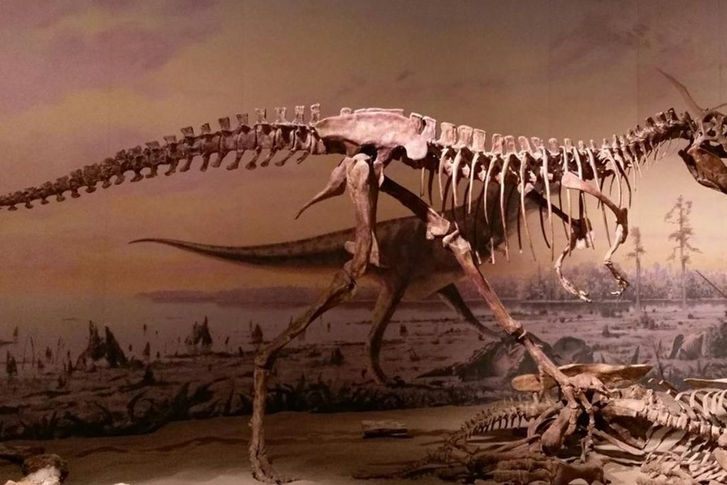 Teenage T. rex