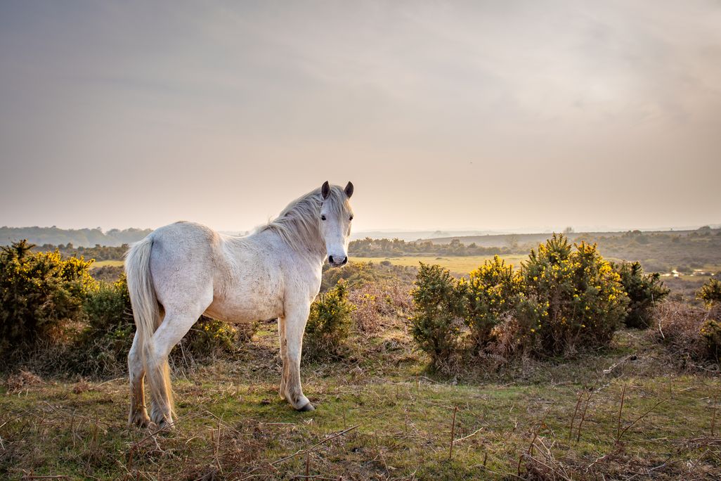 a white pony standing in a field with grey skies