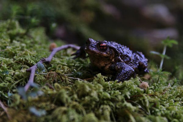 Common Toad thumbnail