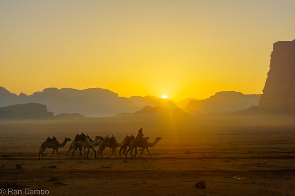 Camelcade at sunrise in Wadi Rum desert park thumbnail