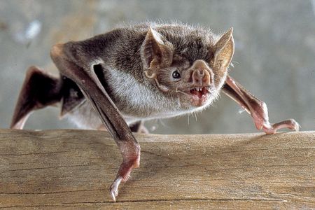 Exclusively feeding in the wild on blood from live animals, vampire bats, native to Central and South America, can regurgitate blood in order to feed one another, though they won't do this for just anyone. 