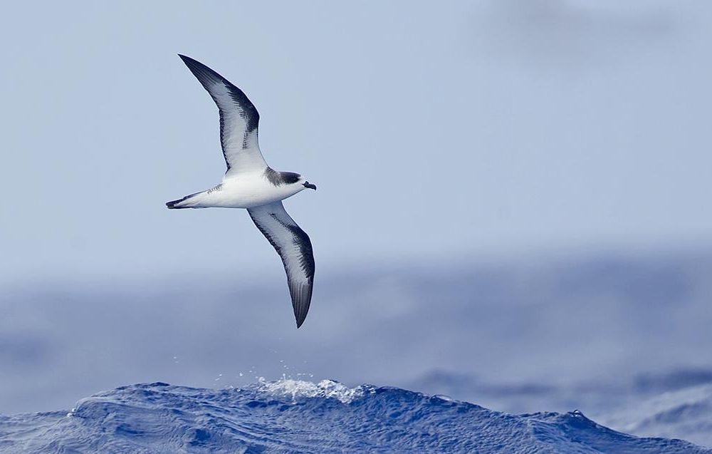 Bones of the Hawaiian Petrel Open Up a Window Into the Birds’ Changing Diet