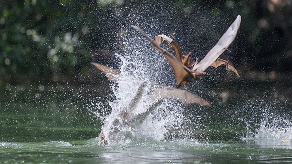 Freshwater Crocodiles Sneak Attack Thirsty Bats from Shallow Waters_0004 thumbnail