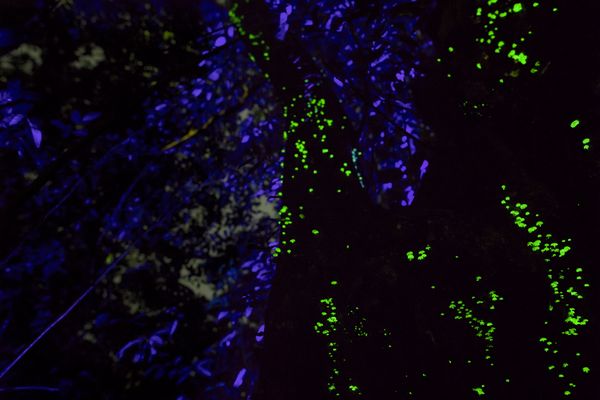 Glow of the Hidden Forest thumbnail