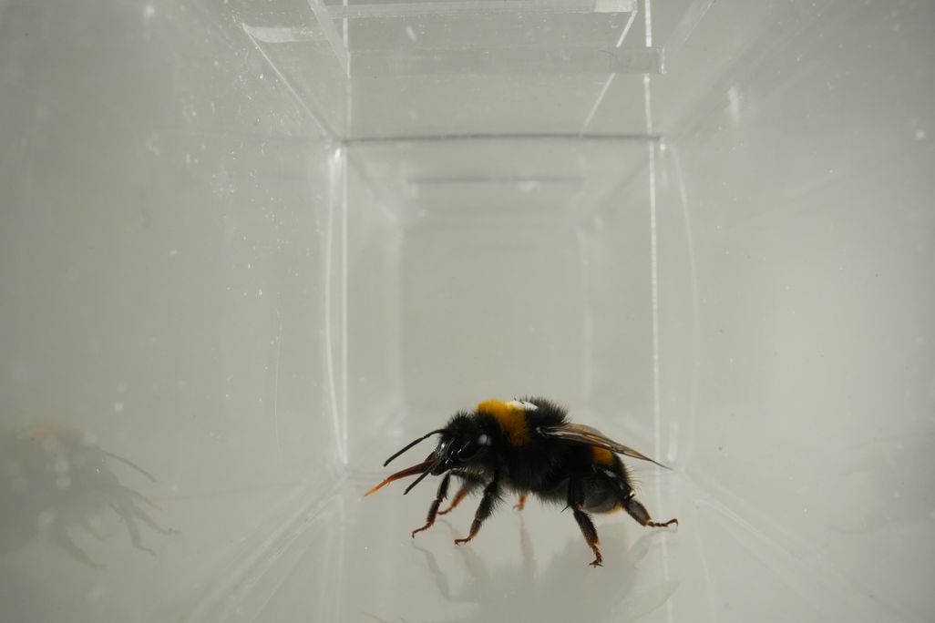 Bumblebee sticking its tongue out inside a clear container