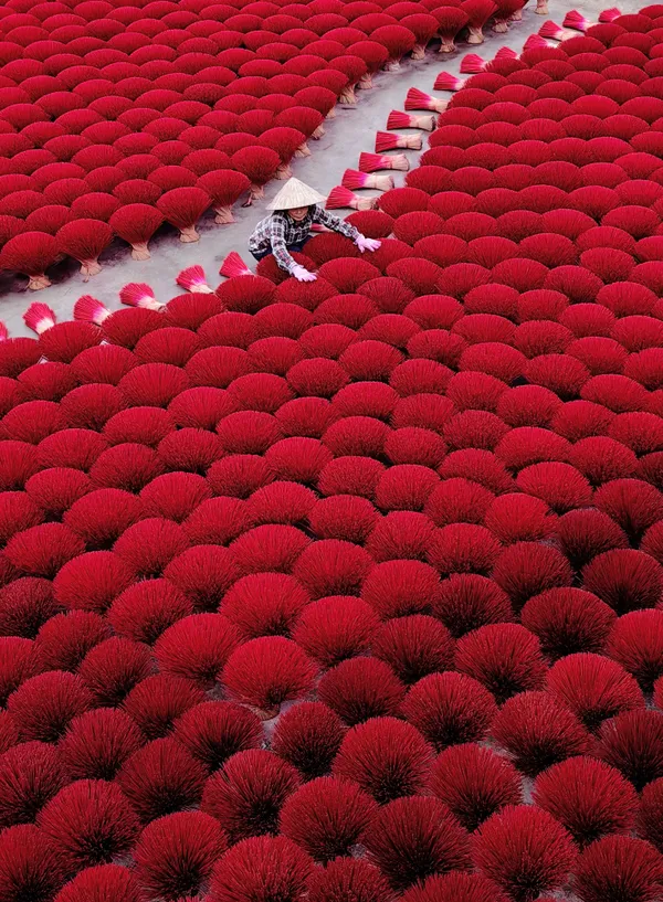 Fields of Red Incense in Vietnam thumbnail